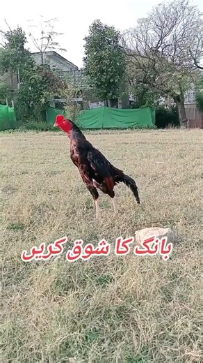 “Angry Murga Fight 🐔🔥”“Desi Murga Attitude 😎🐔”“Powerful Murga Challenge 💪🐔”#Rooster#ytshorts#shortyz