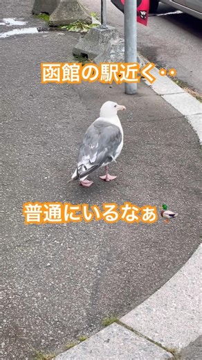 函館市 動物 日常 観光地 #shorts