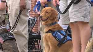 Organization Trains Death Row Dogs for Therapy Work In the United States, many people retiring from the military are getting therapy dogs to help them get back into civilian life. In an effort to help these soldiers find good therapy dogs, an organization called Veteran’s K-9 Solutions is rescuing death row dogs, and training them for the job. On Saturday, 36 vets got together at the Columbia County Library in Evans, Georgia to celebrate their rescued therapy dogs graduating from training. The d
