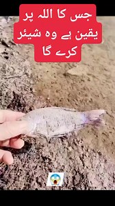 Audio 786 UrduPoint.com #IELTS | Moiz GAMES