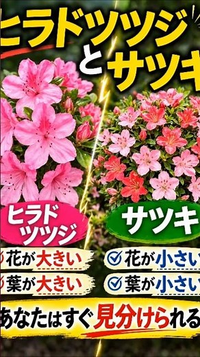 Differences between Hirado azalea and Satsuki azalea #HiradoAzalea #SatsukiAzalea #Azalea