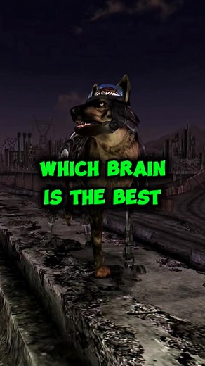 114K views · 1.6K reactions | The best brain choice for Rex 易 Fallout New Vegas #fallout #NewVegas #gamingreels #fblifestyle | Bear798 | Facebook