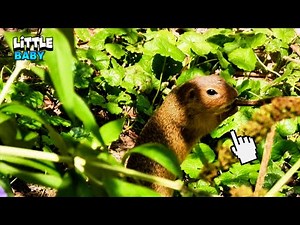 Fascinating Cute Little Animal Eating