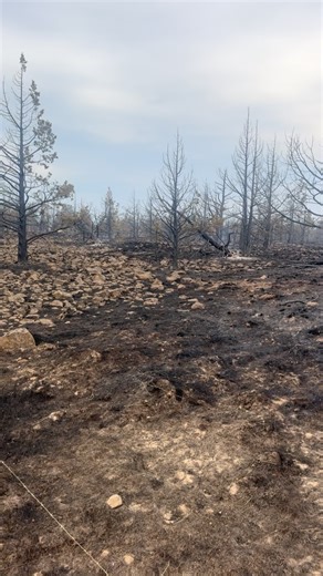 The Streets on Instagram: "RIP to all the animals and mammals that lost their lives in this fire. It has to be in 1000s. It seems even the bugs were scared. When I left the control line and entered my car about a dozen insects flew in as if they wanted to escape."