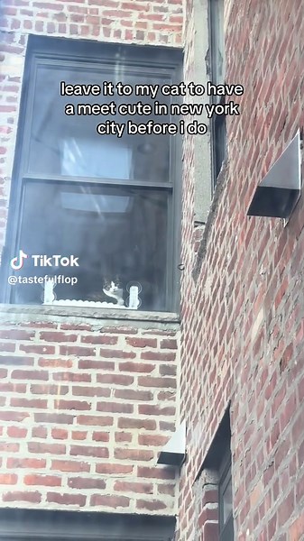 Meet Cute Inspired by My Cat in NYC