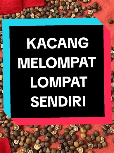 Exploring Mexico's Unique Jumping Beans