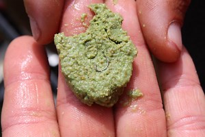 La pâte comme technique de pêche de la carpe au coup - Garbolino