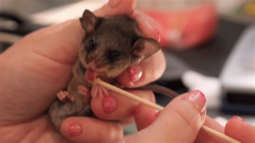 12 Adorable Mountain Pygmy Possums Born at Sanctuary Amid Extinction Threat