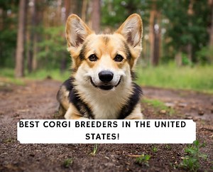 4 Best Corgi Breeders in the United States! - We Love Doodles