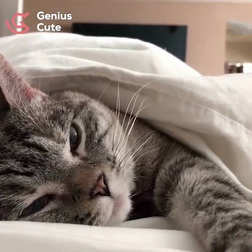 Meet Nala, the cute Siamese & Tabby mix! | Naturee