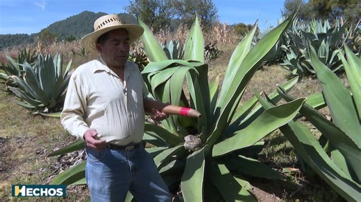 9.7K views · 192 reactions | El pulque es una de las bebidas ancestrales de mayor tradición en México , hoy conocemos más de esta bebida.  Sonny G. Cervantes | TV Azteca Morelos | Facebook