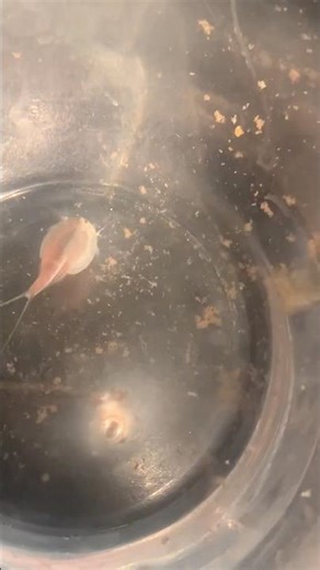 Triops #growth #cool #triops #pets
