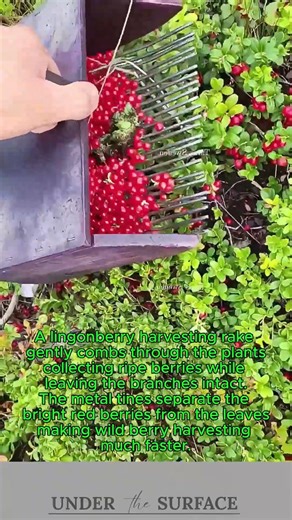 Harvesting Lingonberries with a Traditional Berry Picking Rake