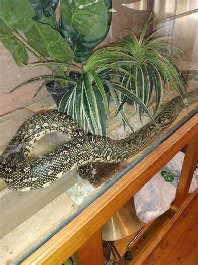 Diamond Python Lovers | Female back feeding again, and some hatchlings she incubated that hatched a few days ago | Facebook