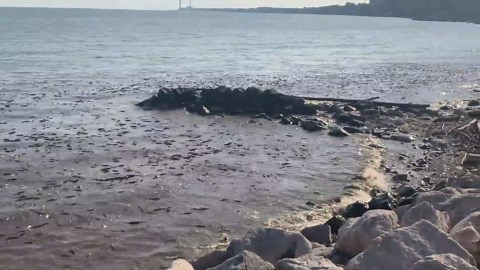 Thousands of dead fish wash up on Sims Park beach in Euclid