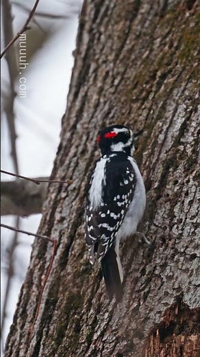 Foraging - Male Downy Woodpecker (Picoides pubescens) :: Animal Behavior