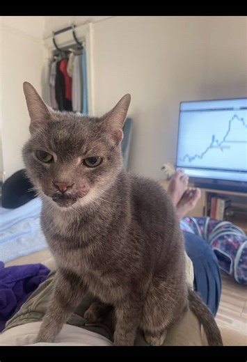 Cuddles has been a beloved part of my family for 17 years. A few months ago, I noticed he was breaking out more than usual, and after a visit to the vet, I learned he has nose cancer. Cuddles has always struggled with dermatitis since he was young, but this new diagnosis has been heartbreaking. I also care for two other cats, so managing his care has been challenging both emotionally and financially. Cuddles is a gentle, loving cat who has brought so much joy to my life. The thought of losing hi