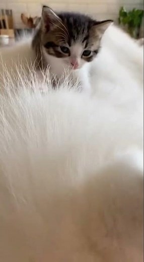 Baby Domestic Shorthair kitten kneads sleeping Samoyed dog on the kitchen counter