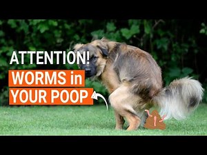 I FOUND WORMS in My DOG'S PooP 🐶😨¡HELP!