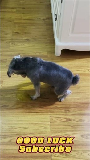 Funny😍😍That Walk Though 😍😭 #dogs #funnypets #trending