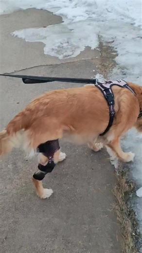 Ruth wearing her new custom stifle brace made by Terry at Pets in Motion. | Pets In Motion LLC