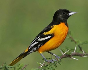 Baltimore oriole - Alchetron, The Free Social Encyclopedia
