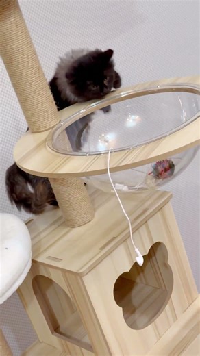 Then THIS Happened Inside the Cat Playground