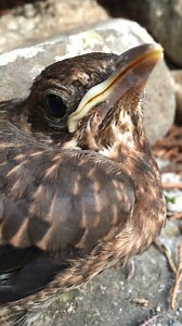Avec le printemps, les oisillons tombent parfois du nid.🐦On vous explique ce qu'il faut et ne surtout pas faire ici ►https://france3-regions.francetvinfo.fr/auvergne-rhone-alpes/oiseau-tombe-du-nid-que-faire-ne-surtout-pas-faire-1673331.html | France 3 Auvergne