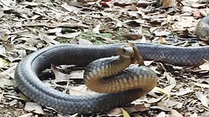 BEHEMOTH BROWN!!!! This Eastern Brown Snake was relocated from a property in Diddillibah on Saturday afternoon, at an estimated length of over 2 meters, he's certainly the largest Brown snake I have ever tangled with! Eastern Browns are truly an impressive reptile and are definitely underserving of their bad reputation. Rumor has it that they will actively chase down people just to bite them. As snake catchers we have had many more encounters than the average person with these snakes and we can 