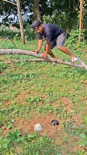 catch the animal that is digging a hole #shortvideo #viral