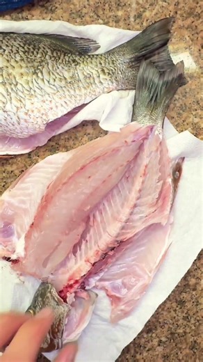 Learn how to butterfly fillet a fish watch the full video! #Fishing #Fillet #CatchAndCook #Subscribe