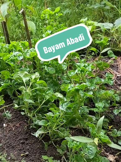 Tips Menanam Bayam Brasil untuk Hasil Optimal