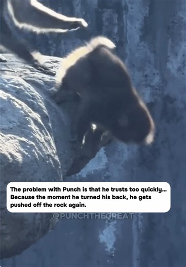 Punch the Monkey Update: March 2026 After Being Pushed