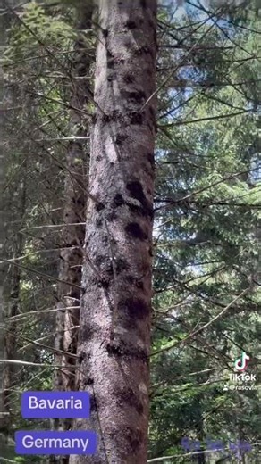 Trees shape culture & imagination #alpine #trees #germany