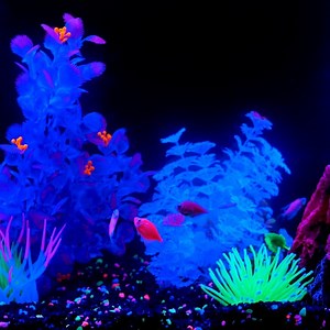 20K views · 76 reactions | SOUND ON  Now streaming: GloFi beats   Take in this relaxing Glowfish experience and shop our website to bring it to life with your own GloFish kit and tank accessories: https://bit.ly/2IA8Uo0 | PetSmart | Facebook