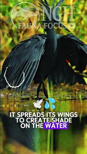 This Bird Hunts Using an Umbrella