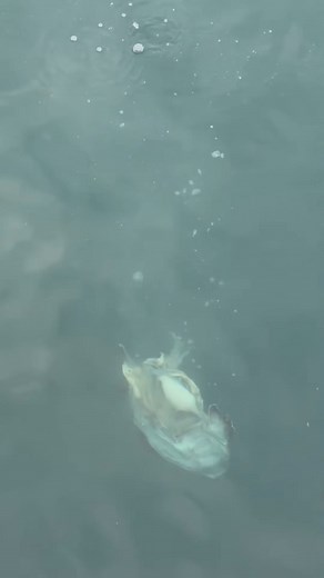 718K views · 24K reactions | Explore the world of Maine lobster fishing and learn about sustainable seafood practices. Join us for interesting insights! #maine #lobster #fishing #seafood #ocean #interesting | Jacob Knowles | Facebook