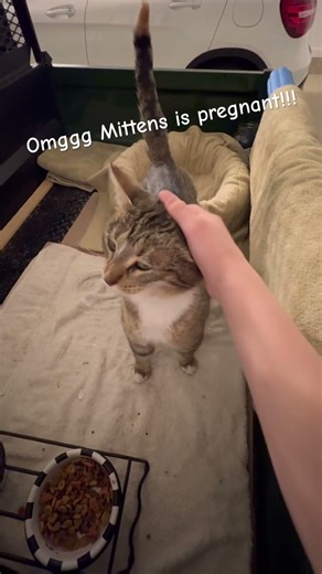 I’ll give an update when she has her kittens!!! #shortsviral