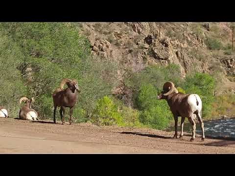 Male Big Horn Sheep fighting (1)