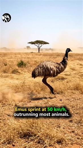 Emus can sprint up to 50 km/h, making them one of the fastest flightless birds on Earth with powerful legs. #fblifestyle #Emu #Speed #Wildlife | Animal Insights