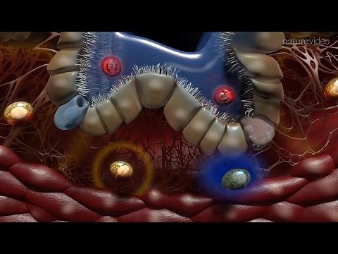 Immunology of the Lung