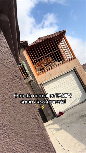 Un gatito y la vida cotidiana en Tamps