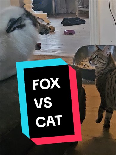 Pet Fox vs. Savannah Cat Showdown
