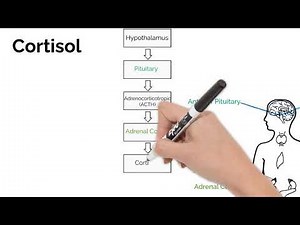 Hormone Regulation and Disorders. Short Simple Science