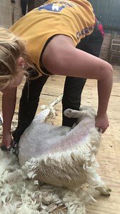 29K views · 662 reactions | #sheepshearing #sheep365 #farmlife Robbie Hislop Shearing School. Shearing / Equipment / Coaching / Clothing https://shearingschool.co.uk/linktree/ | Shearing school | Facebook