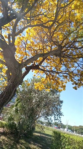 Yellow Tree
