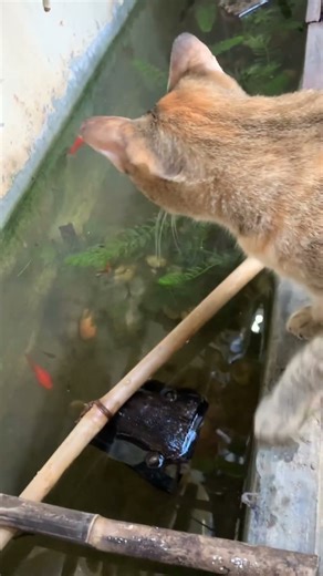 #cat #love #cute #fyp #kafi