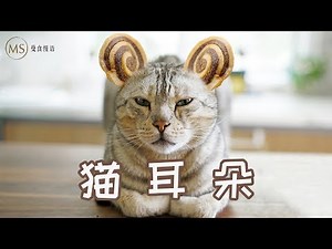 [Eng Sub]Deep-fried sweet and salty cookie 学会这道小零食，无辜的猫咪再也不会失去耳朵【曼食慢语】*4K