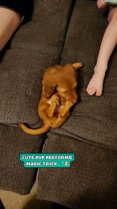 68K views · 2.2K reactions | Wait...where'd he go  | Furry Tails | Facebook