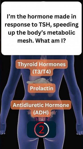 Learn About Your Hormones! 🧠 #EndocrineSystem 33